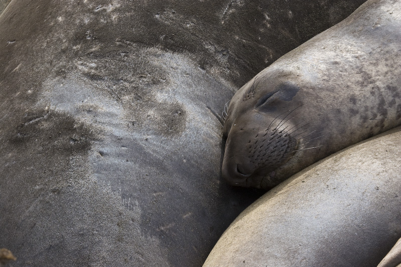 Northern Elephant Seals